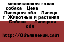 мексиканская голая собака › Цена ­ 17 000 - Липецкая обл., Липецк г. Животные и растения » Собаки   . Липецкая обл.